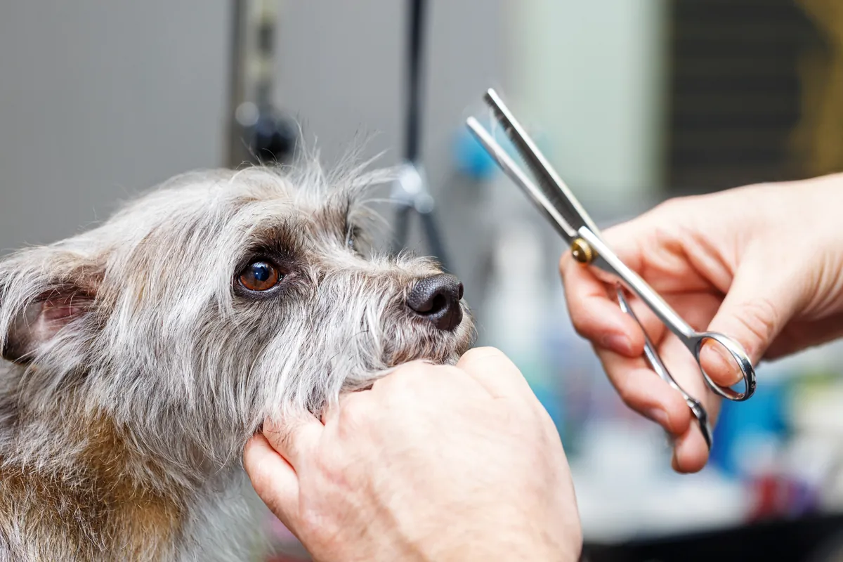 Groomer carefully trimming a gray and white dog's coat with professional shears