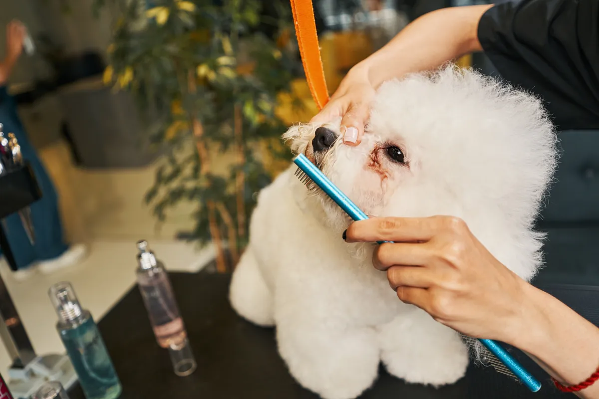 White fluffy dog being groomed with a blue comb during a grooming session