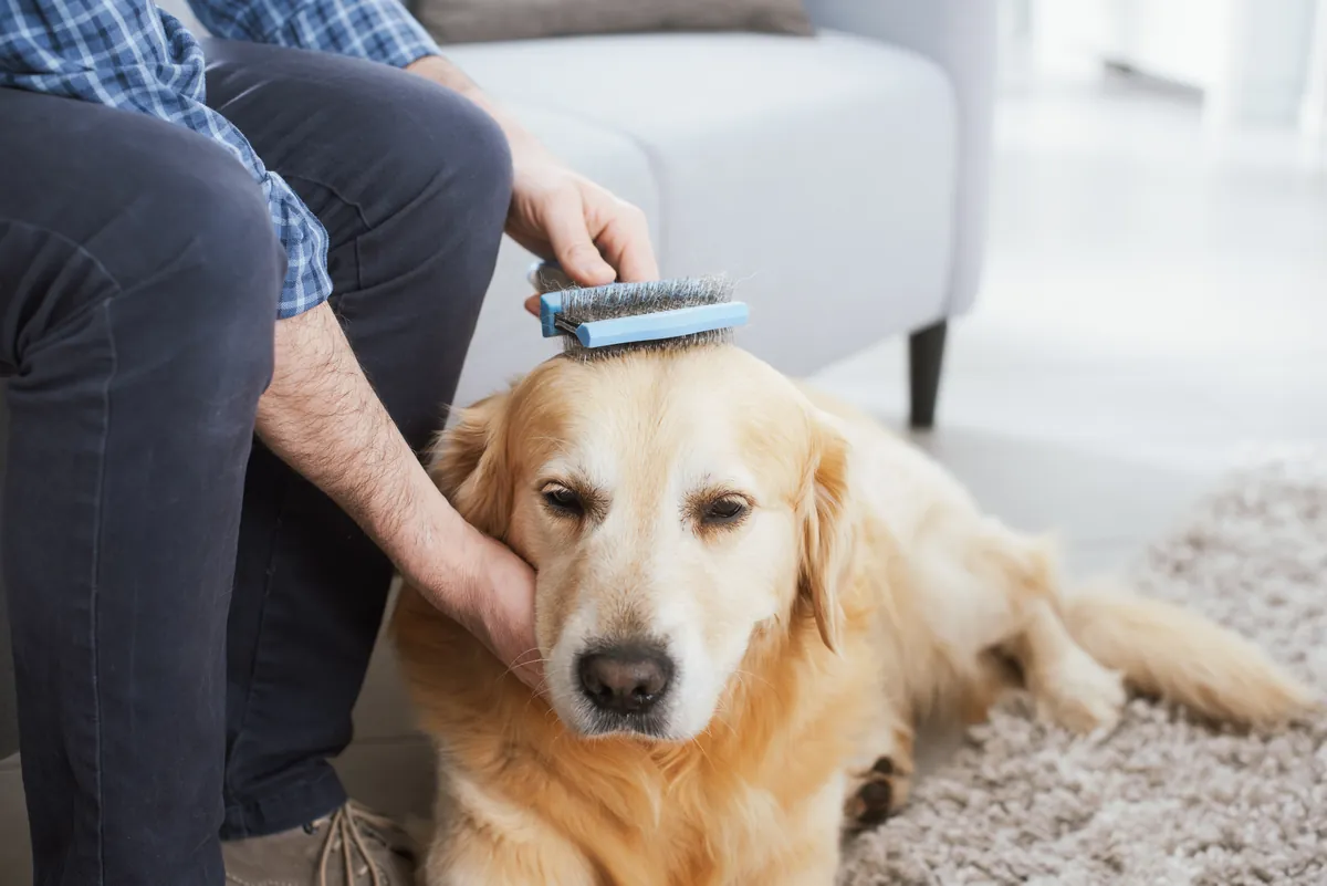 Man brushing a cream-colored dog at home on a gray carpet