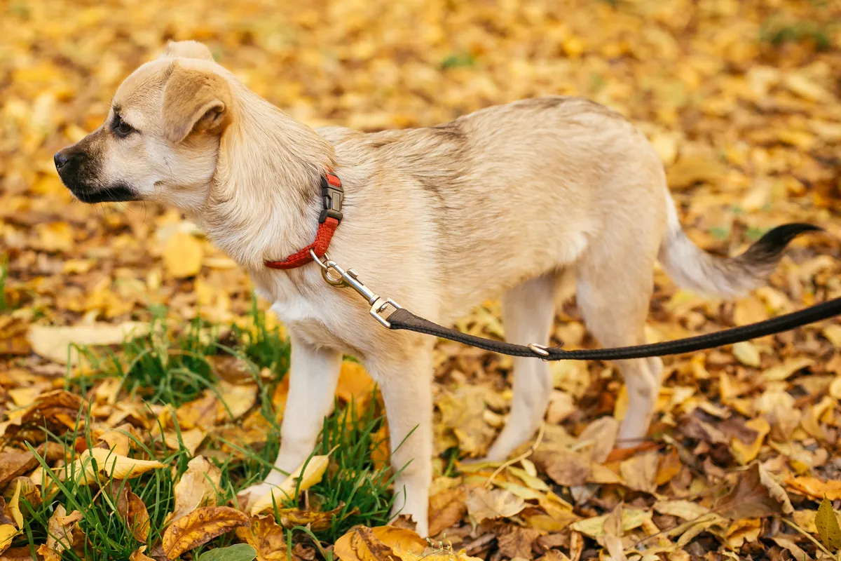 Tan mixed-breed dog wearing red harness and black leash in fall leaves