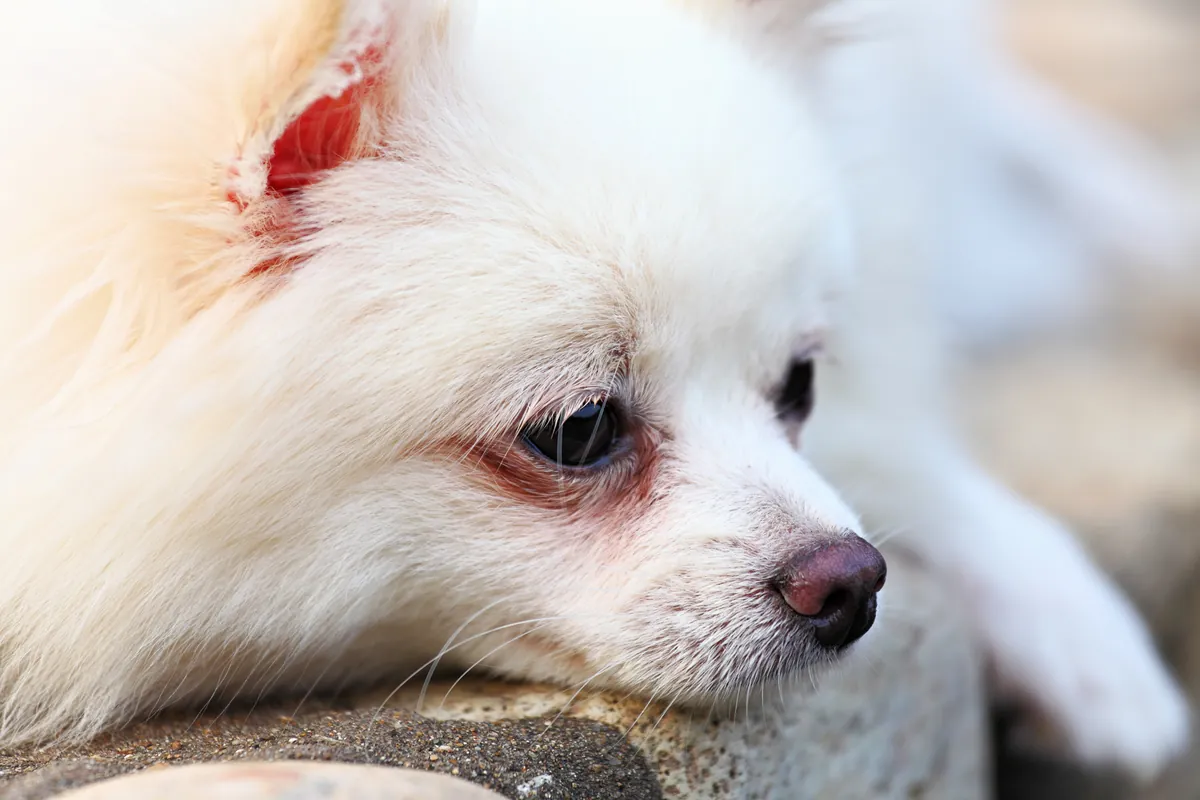 White Pomeranian with visible tear stains and red-tinged eyes in close-up