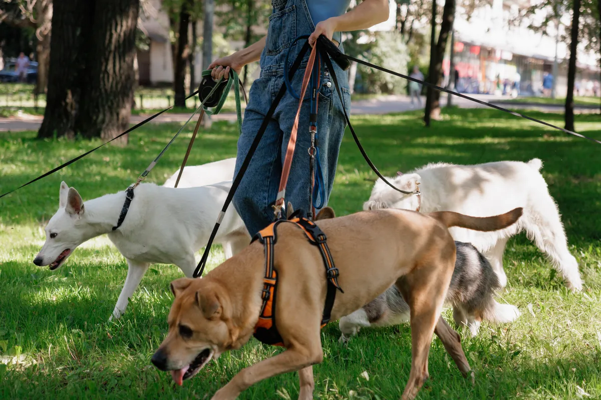 Dog sitter walking three mixed-breed dogs on leashes across a grassy park