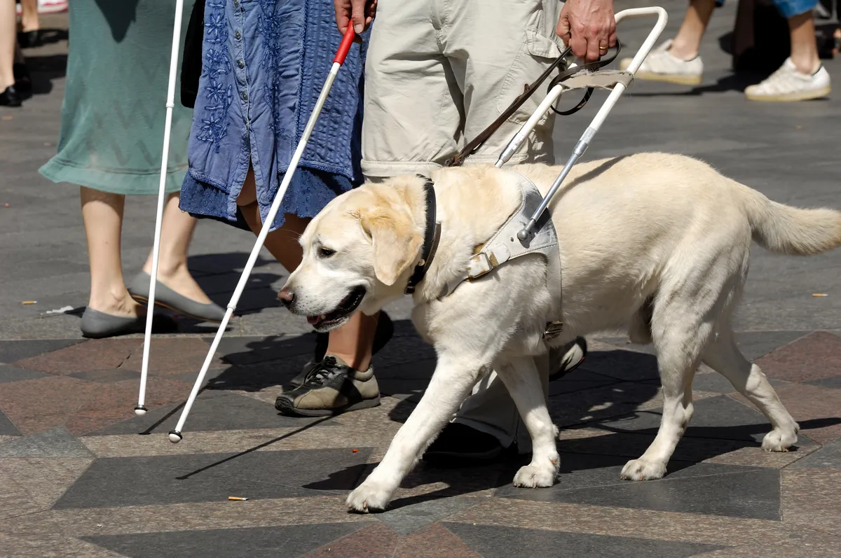 Yellow Labrador guide dog in harness assisting person on a busy street