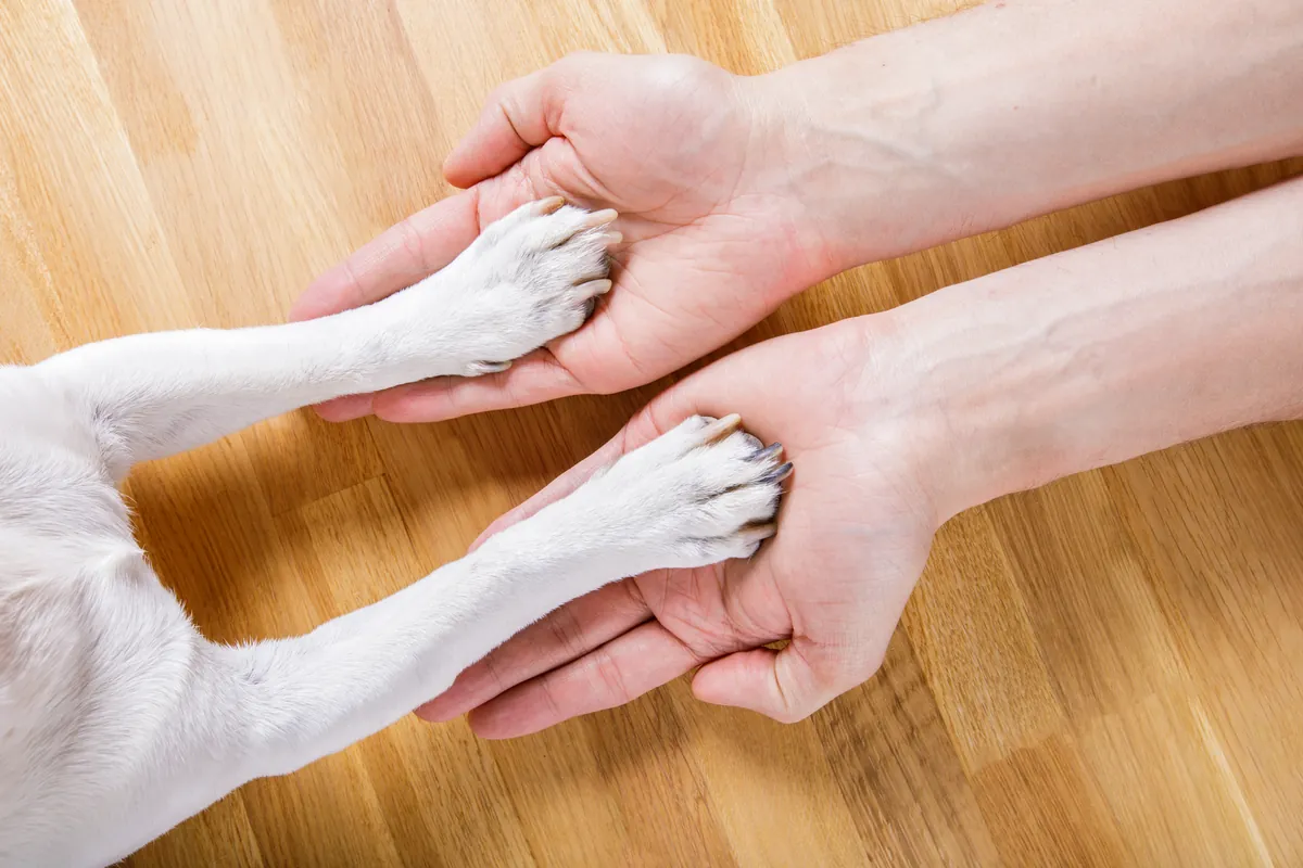 Dog's white paw resting gently in human hands on wooden floor