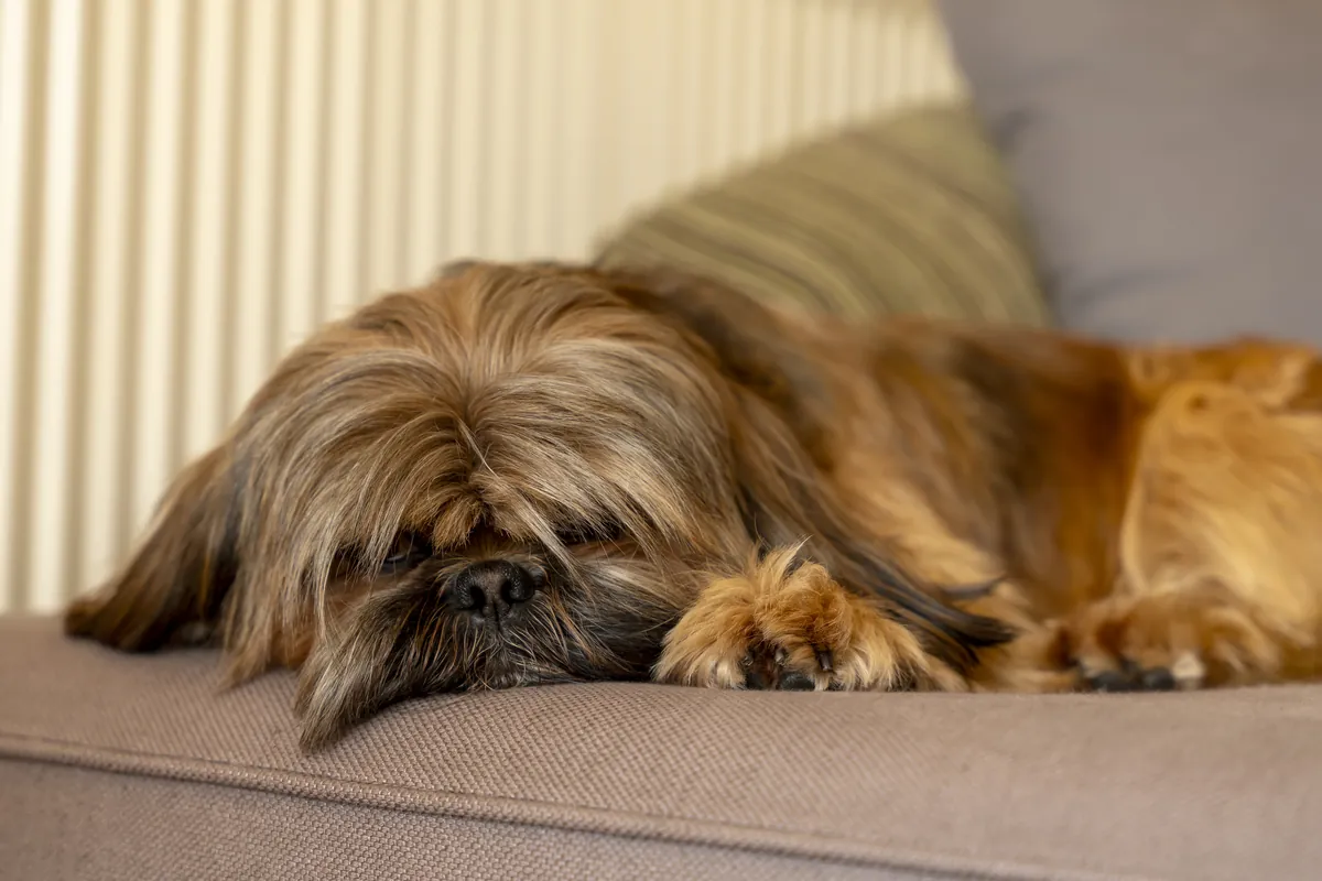 Long-haired Shih Tzu with fluffy coat sleeping peacefully on gray sofa