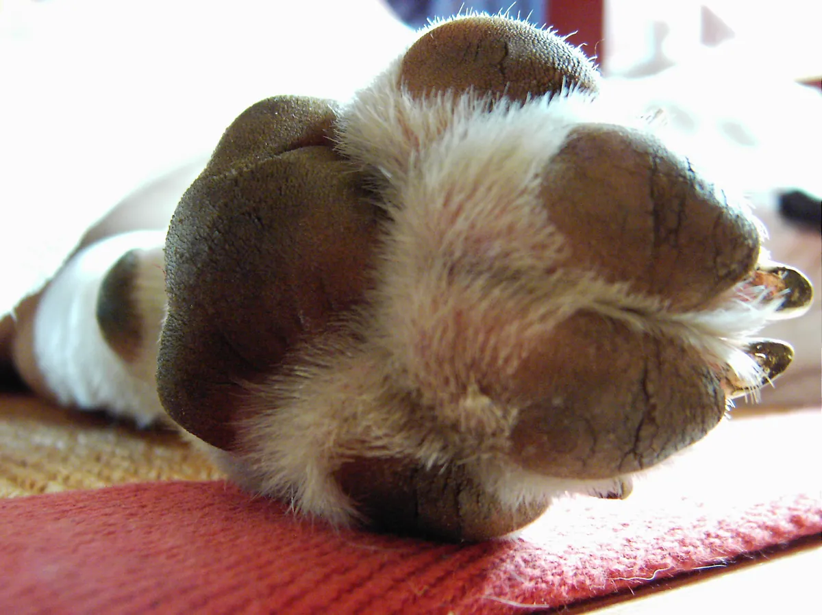 Close-up of dog's paw pads showing detailed texture and toe bean details