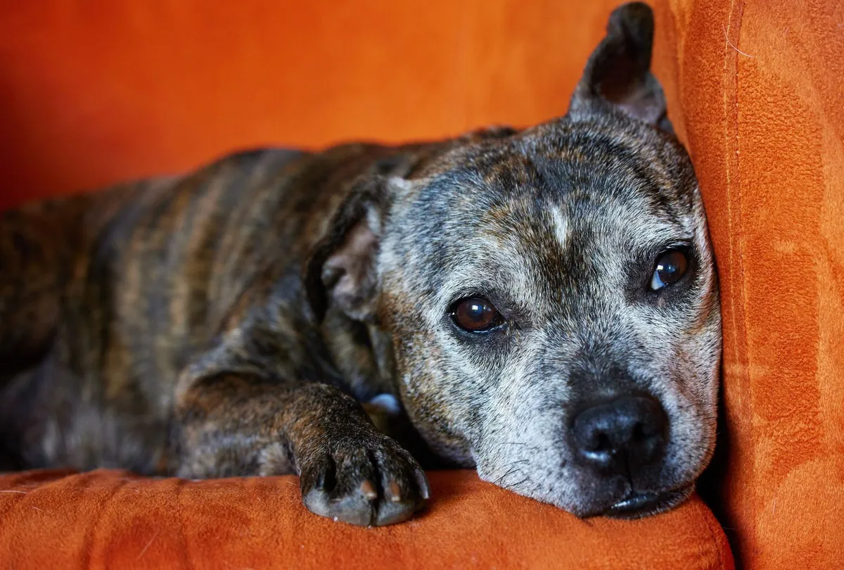 Older dog with graying muzzle resting against warm orange backdrop