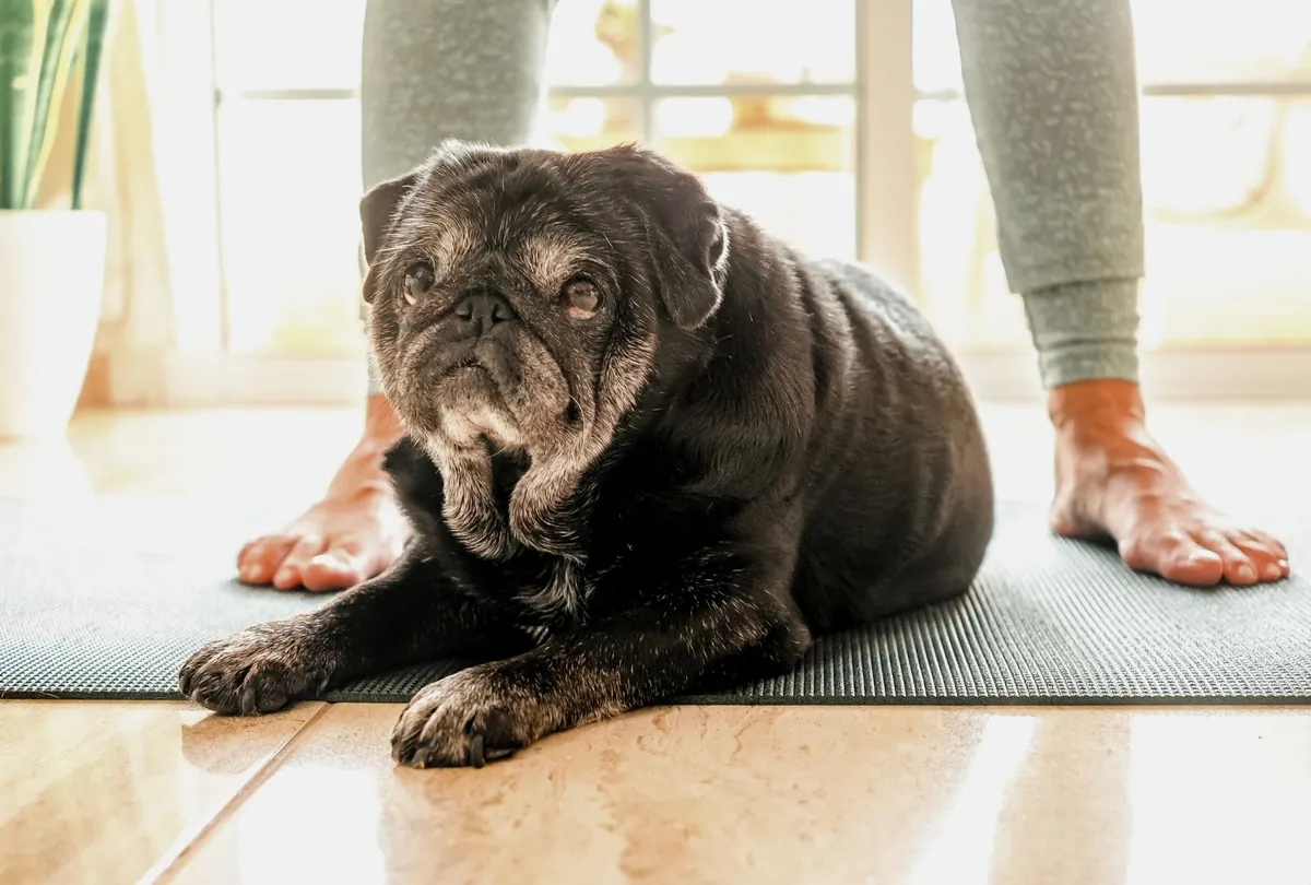 Elderly dog with gray coat looking upward in warm indoor light