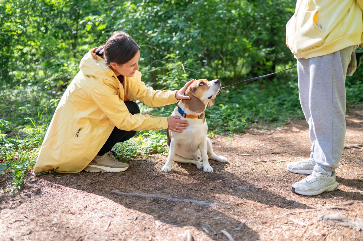 Stranger petting a friendly beagle on leash during a walk in the park