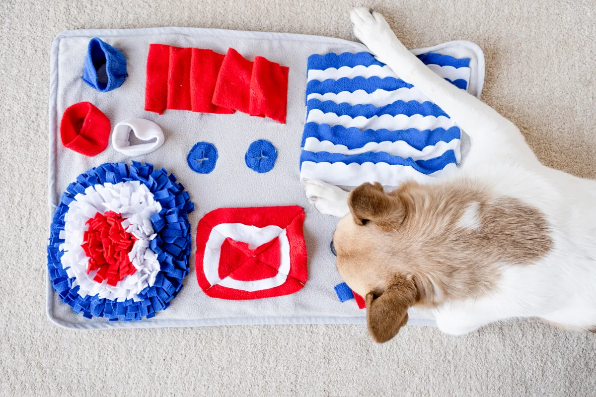 Small tan and white dog exploring a blue and red fabric sniffing mat