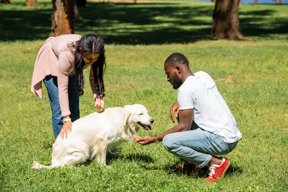 Couple petting a friendly golden retriever on grass in sunny park