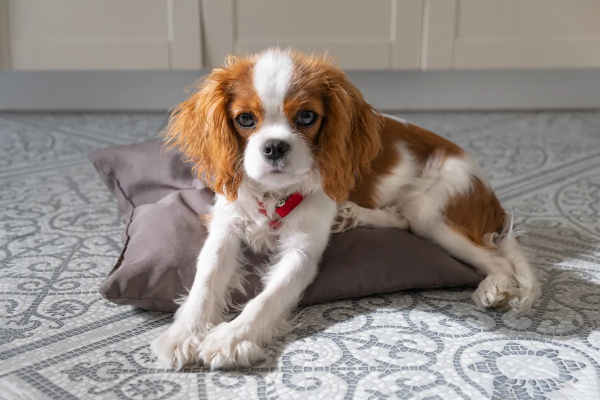 Brown and white Cavalier King Charles puppy in cozy indoor setting