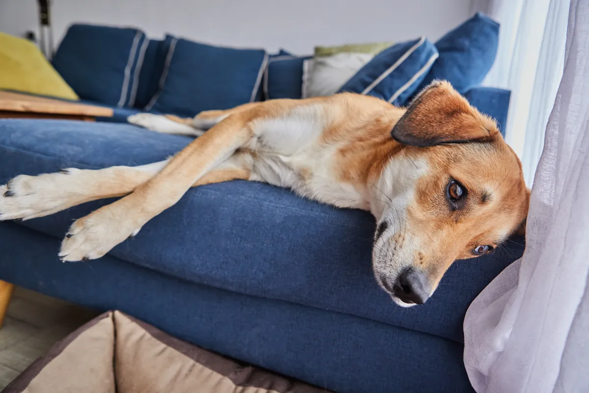 Tan dog with large ears relaxing on blue couch in living room