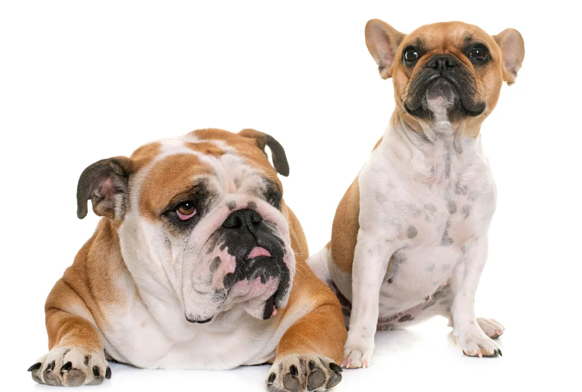 English bulldog and French bulldog sitting together in studio portrait