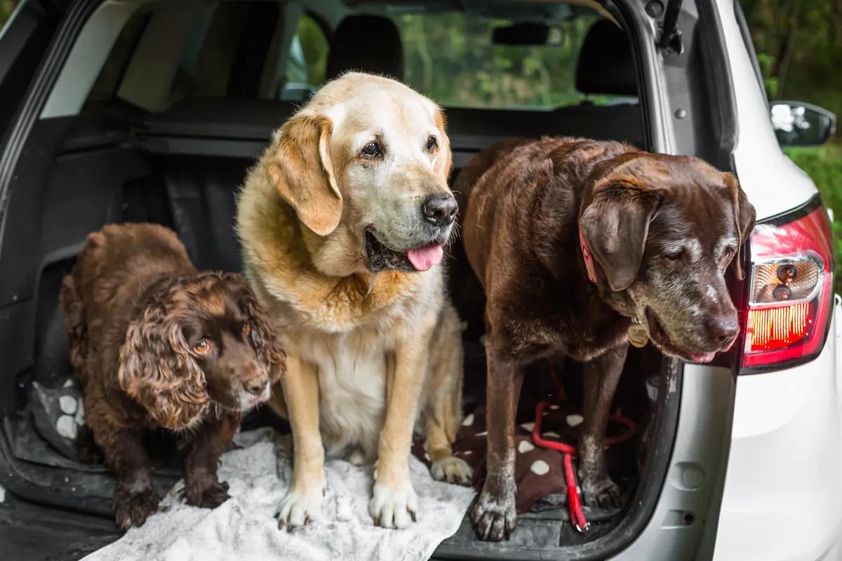 Three mixed-breed dogs sitting together in open car trunk in nature