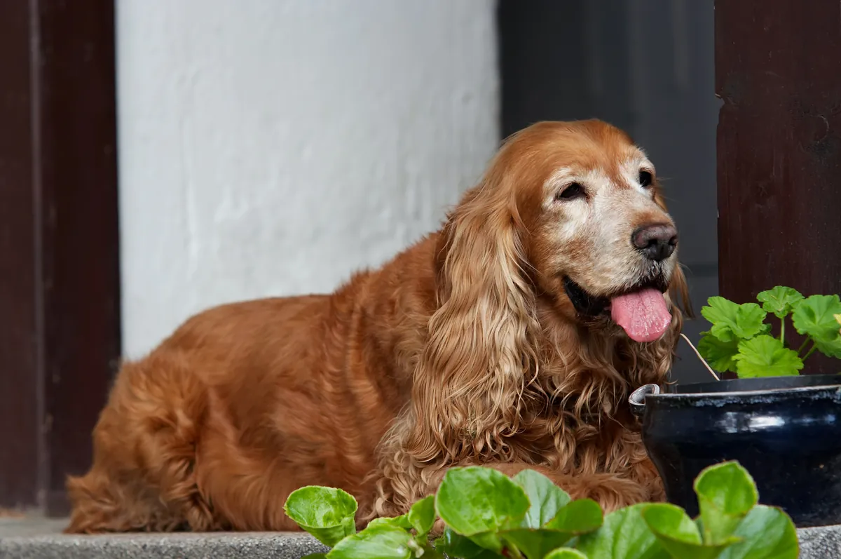 Resting red cocker spaniel with graying muzzle by plants outdoors