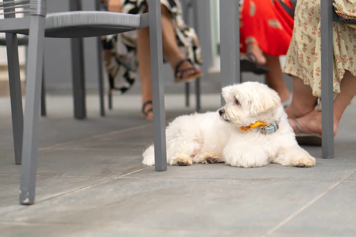 Small white dog relaxing under dining table while people gather above