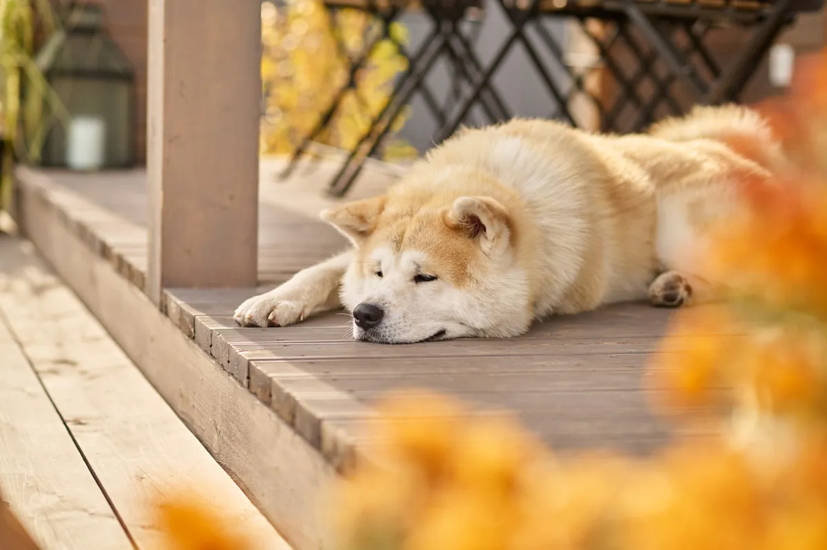 7 Common Traits of an Introvert Dog Every Owner Should Know