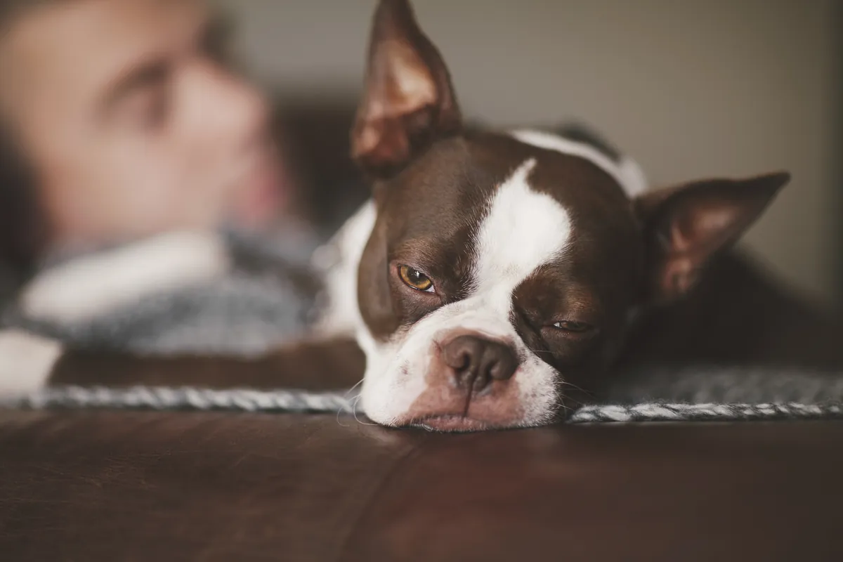 Black and white Boston terrier napping on man's arm while resting indoors