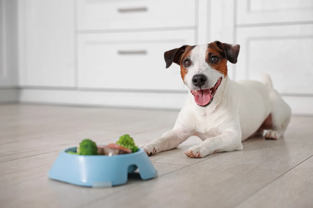 Small dog with bowl of healthy fresh vegetables and natural food
