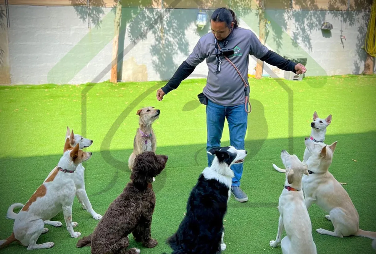 Understanding Dog Temperament: Traits and Behavior