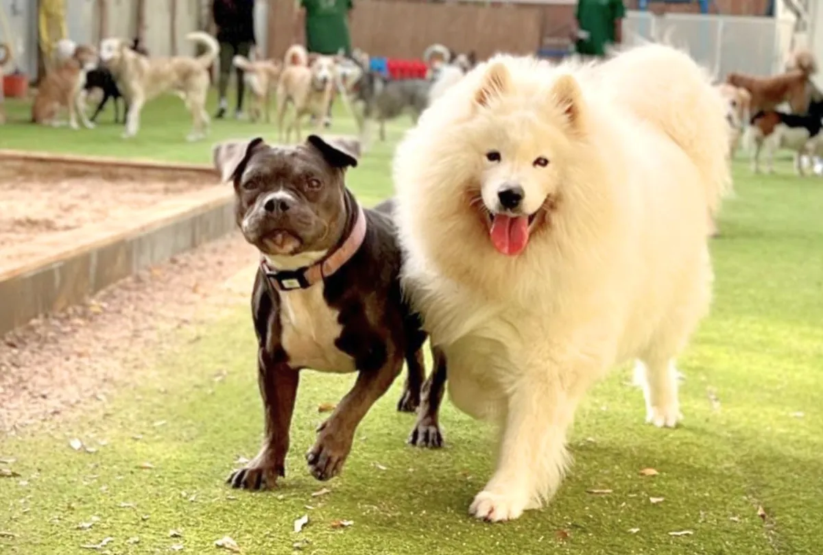 What Makes a Good Dog Daycare? 7 Signs to Look For