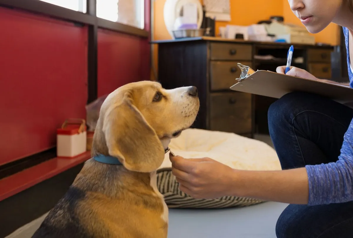 Caregiver holding golden retriever and small dog at busy daycare
