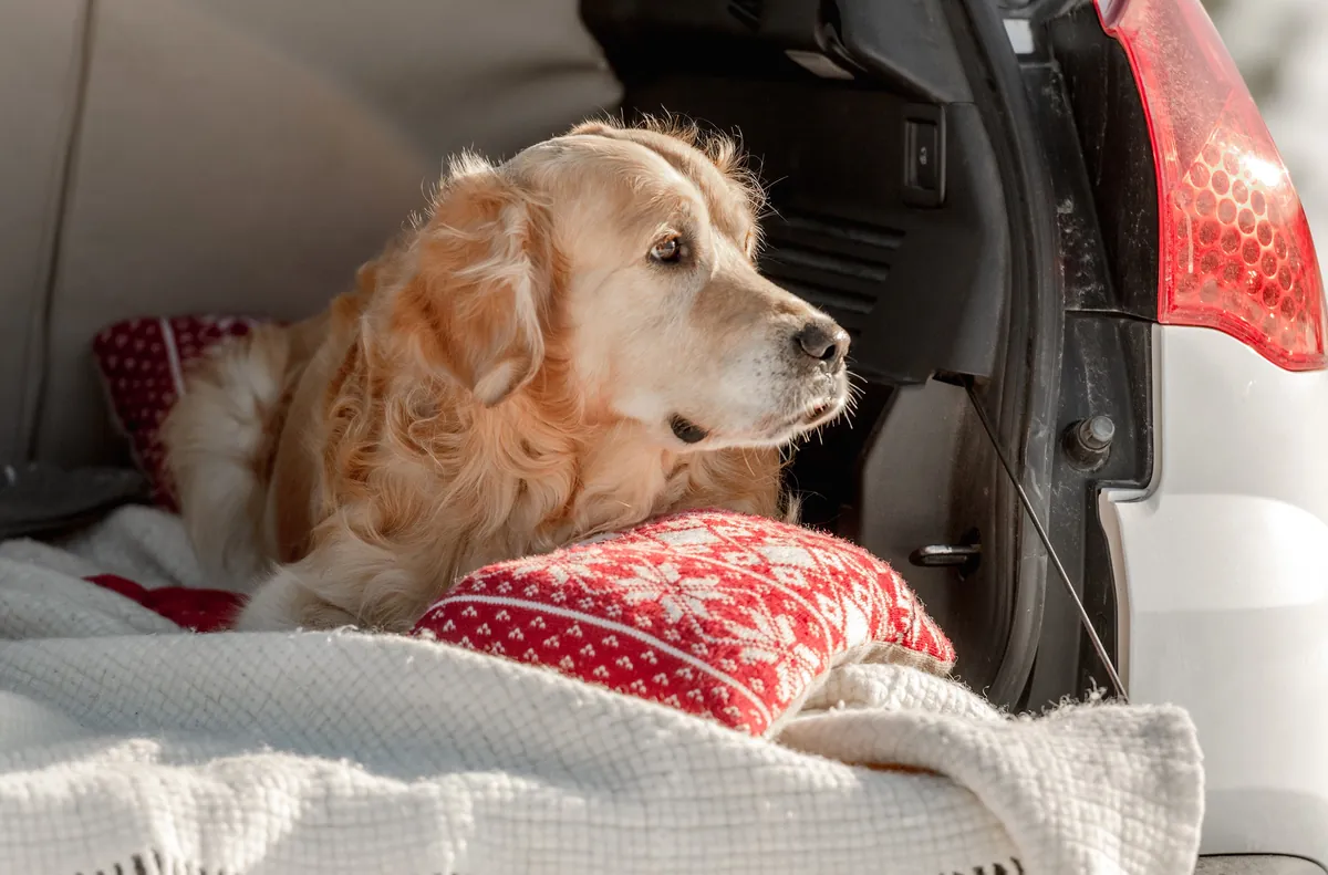 Golden retriever relaxed in car seat with red blanket for winter travel