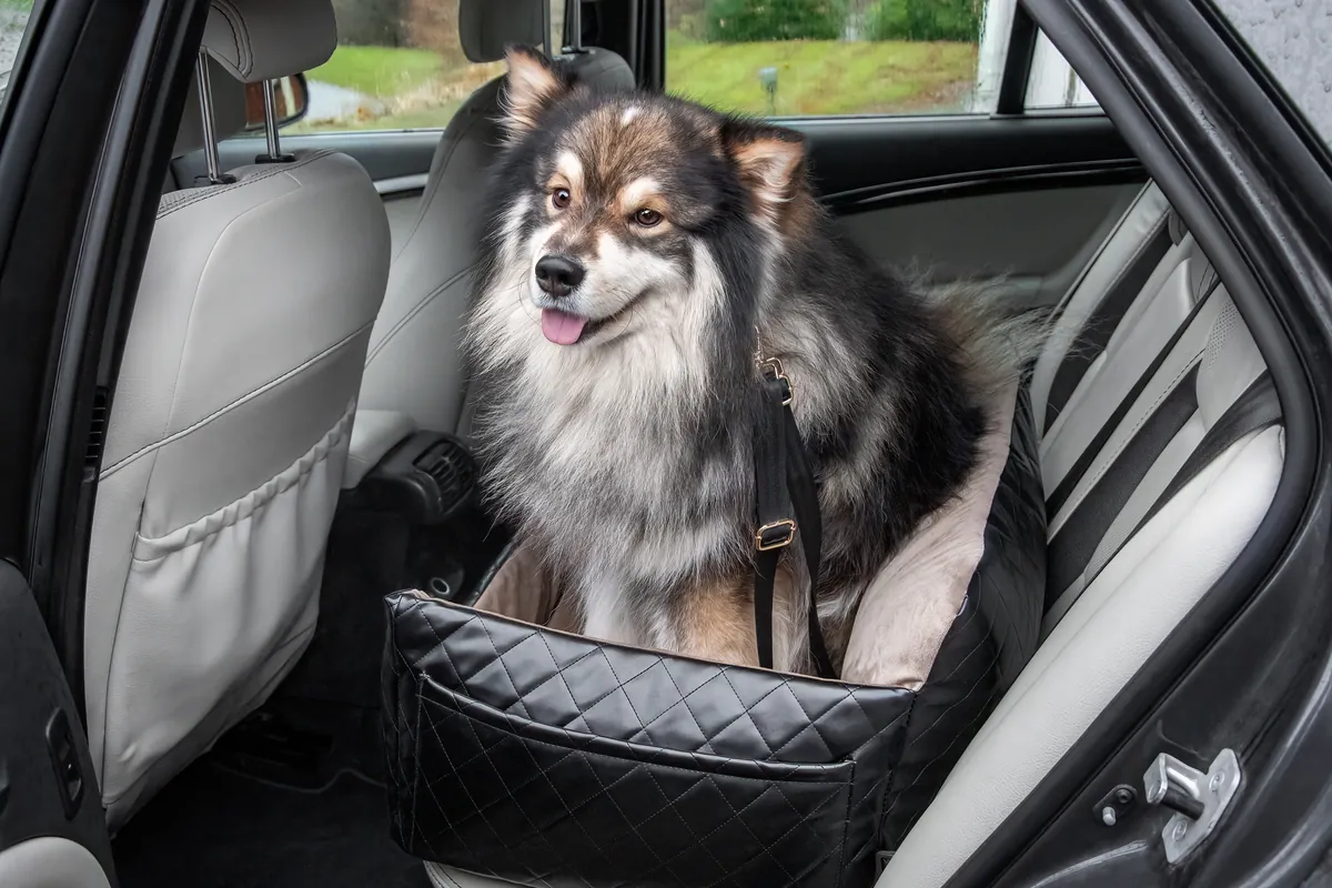 Brown and white Finnish Lapphund happy in car seat during travel