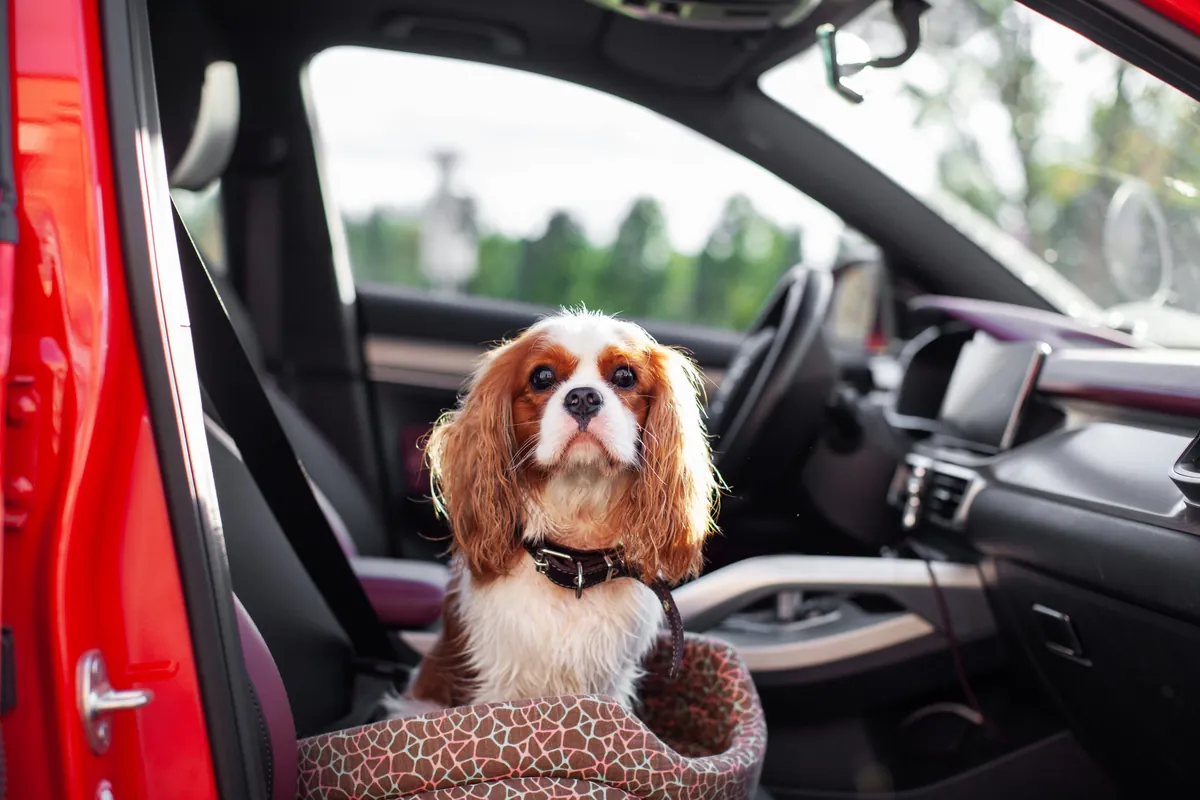 Travel Anxiety in Dogs: How to Spot and Reduce It