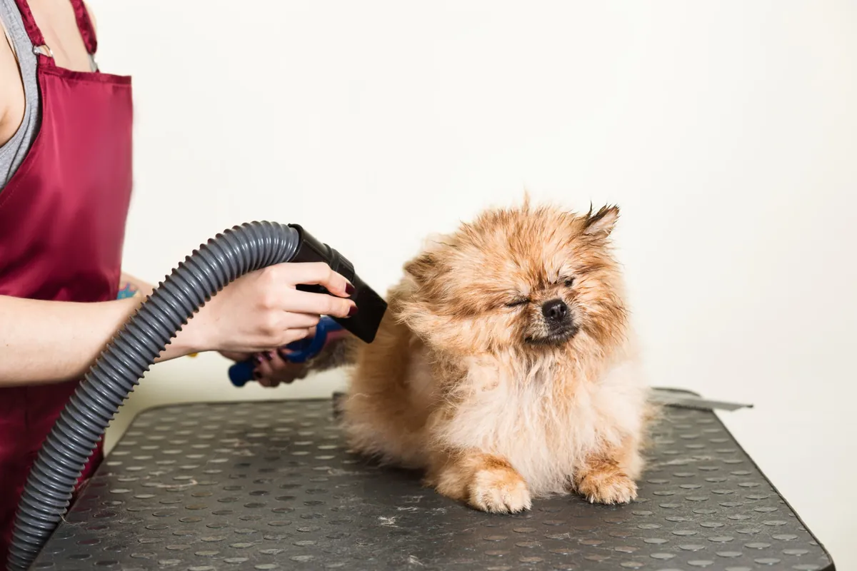 Drying Your Dog the Right Way: Best Practices for Every Coat Type