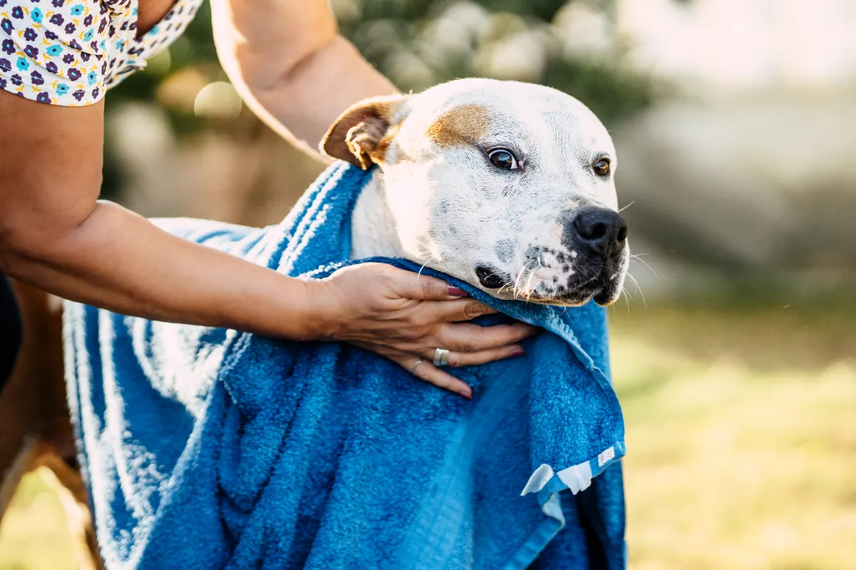Woman gently drying a white dog with blue towel in garden setting