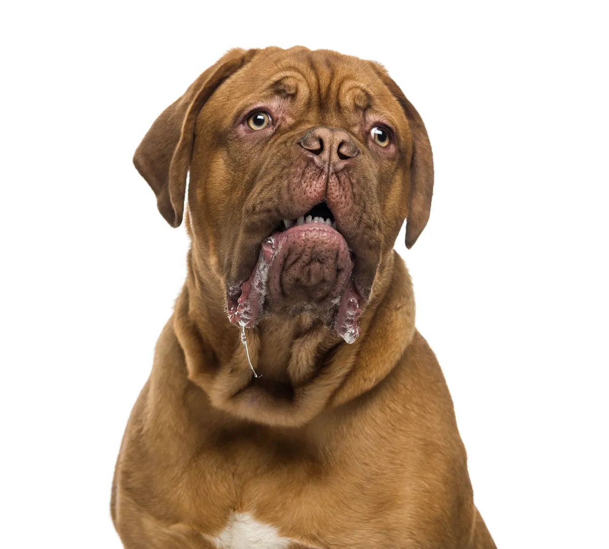 Brown Dogue de Bordeaux with visible drool showing breed's natural traits