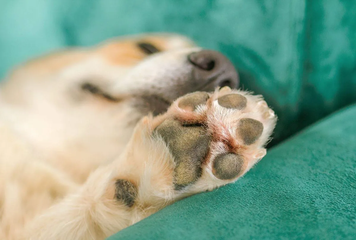Dog Chewing Paws: Understanding the Causes and How to Stop It