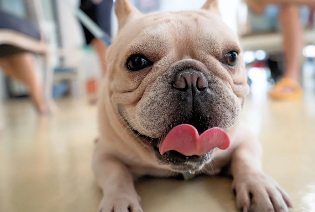 Dog Drooling Explained: Causes, Solutions, and Grooming Advice