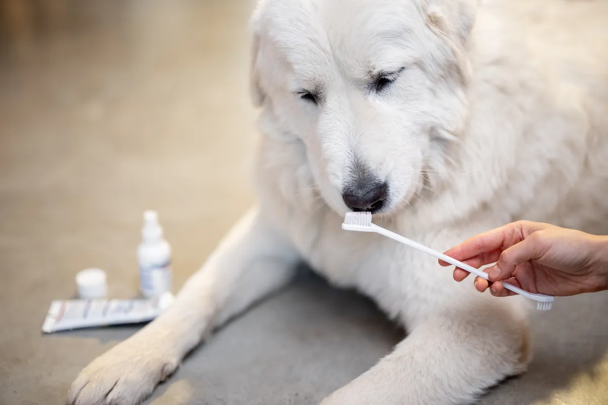 Dog Drooling Explained: Causes, Solutions, and Grooming Advice
