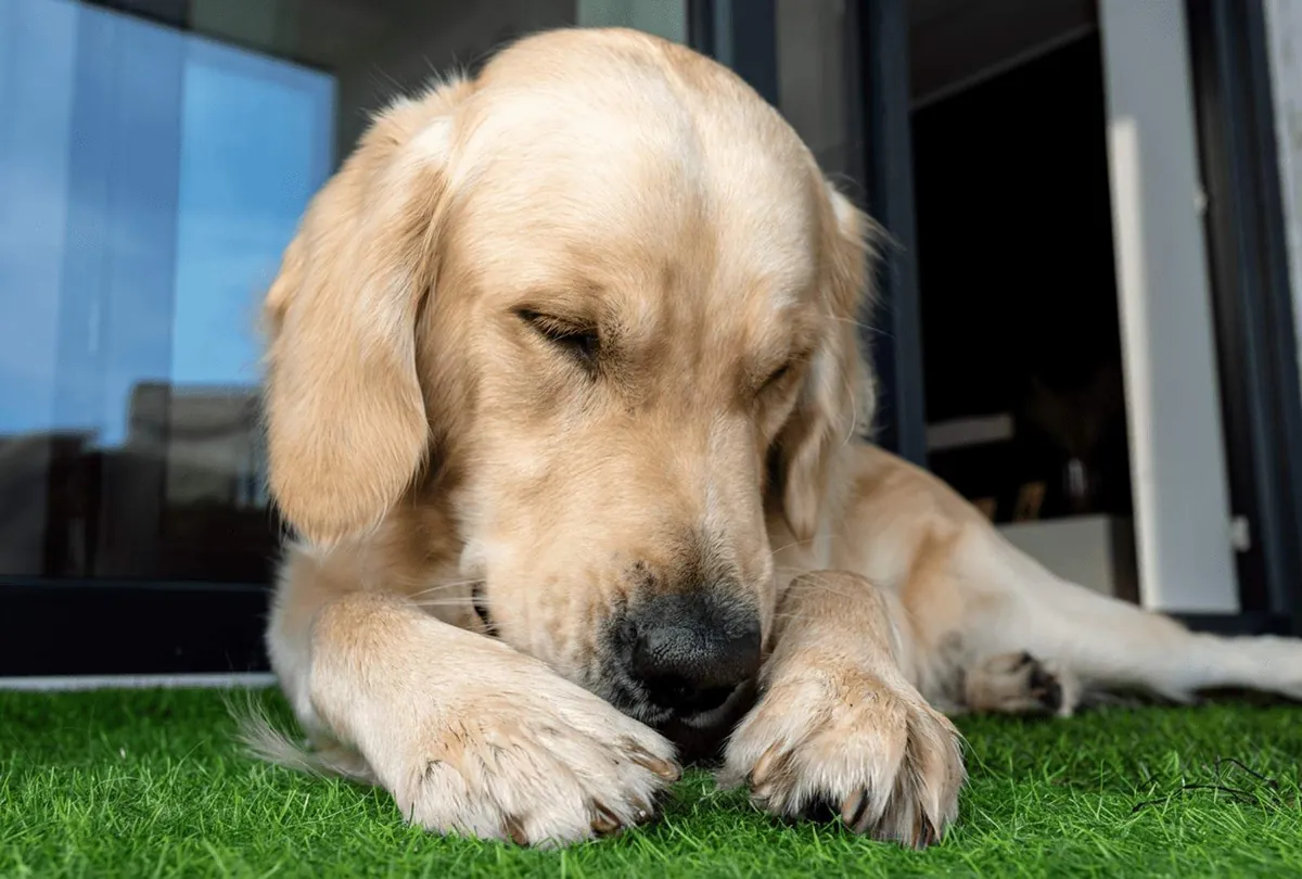 Dog Chewing Paws: Understanding the Causes and How to Stop It