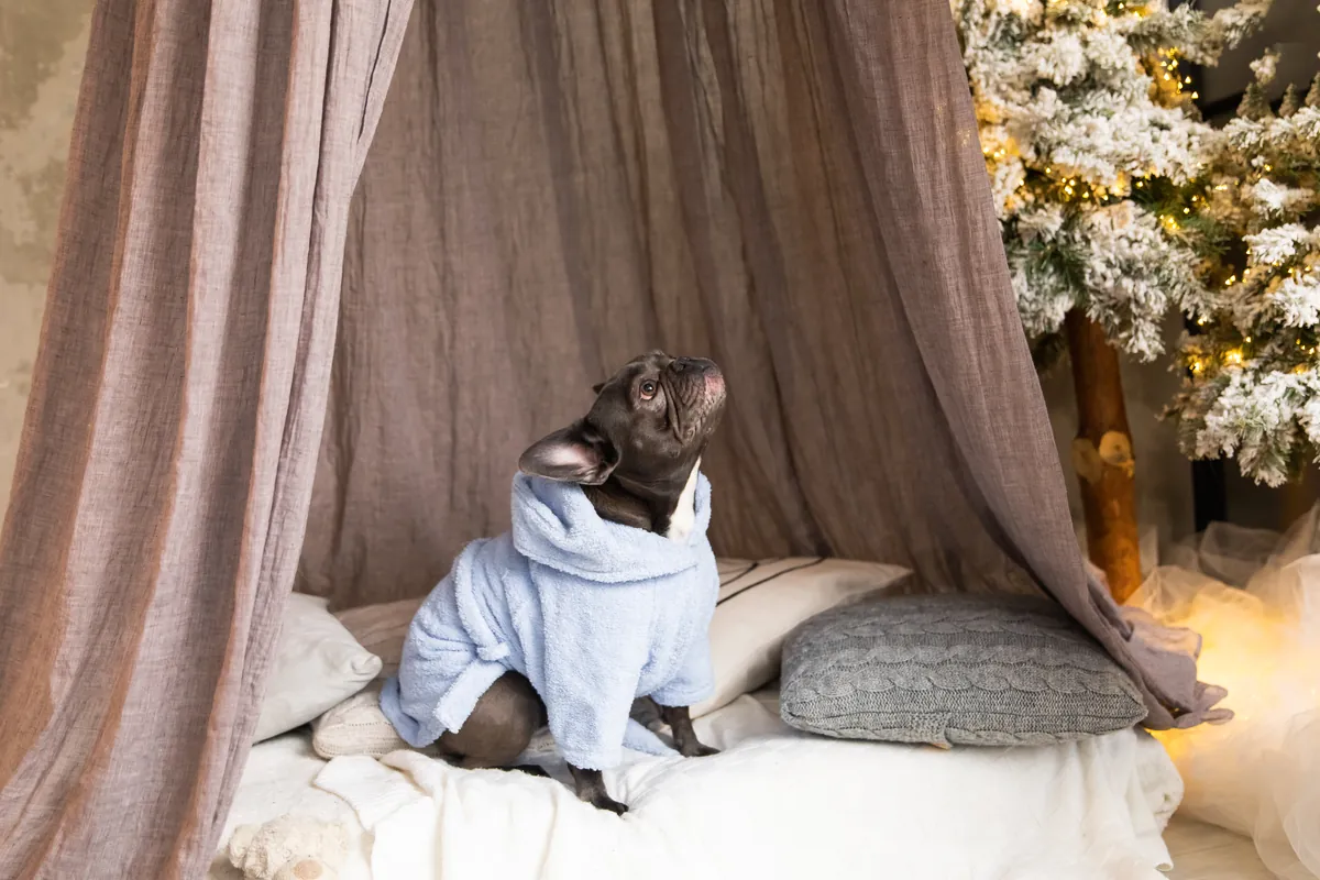Black French bulldog in light blue sweater resting on cozy blanket indoors
