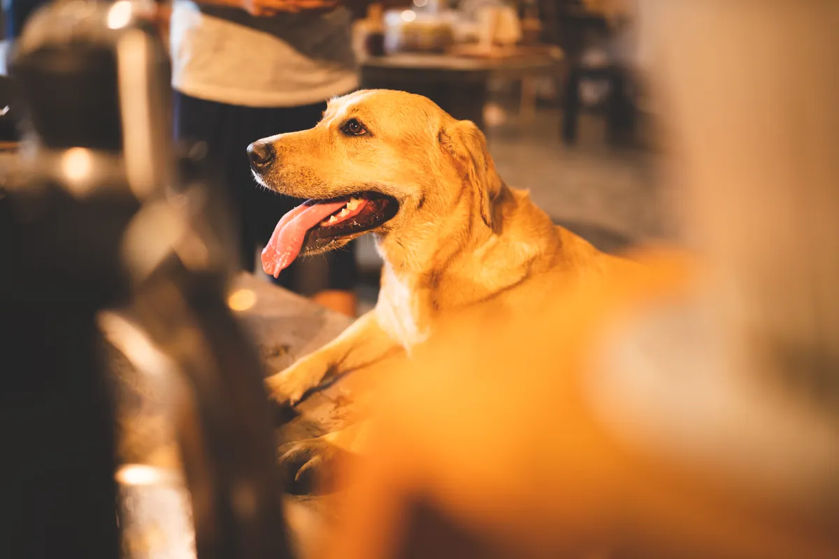Golden Labrador sitting calmly in warm-lit living room at home