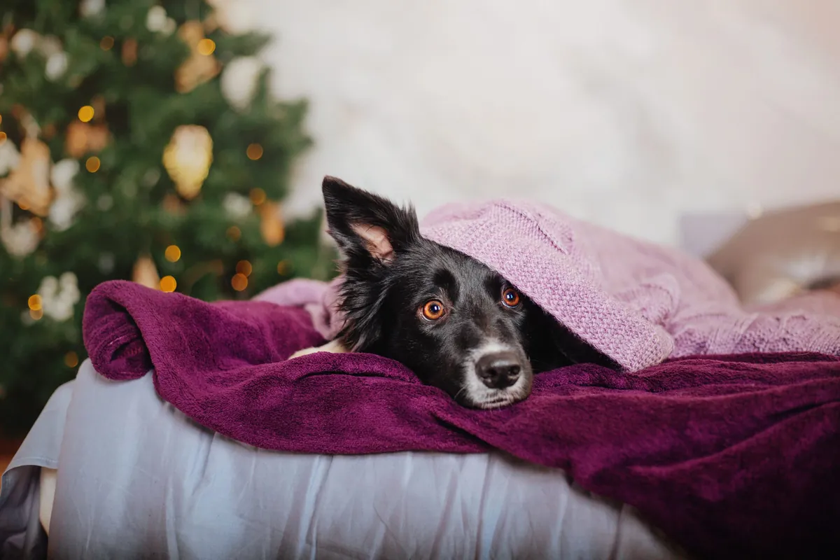Fireworks Anxiety in Dogs: How to Keep Your Pup Calm and Relaxed