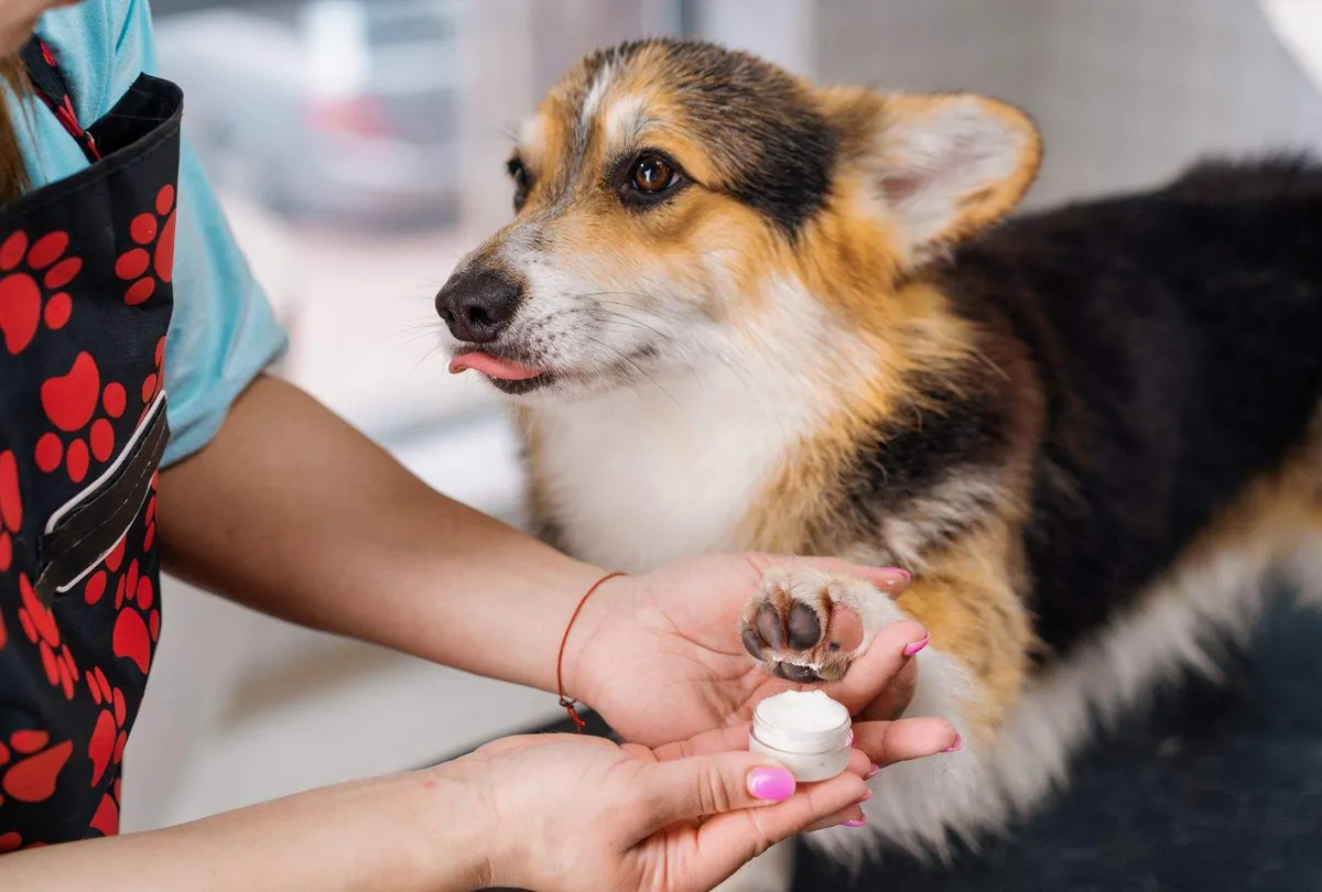 Dog Chewing Paws: Understanding the Causes and How to Stop It