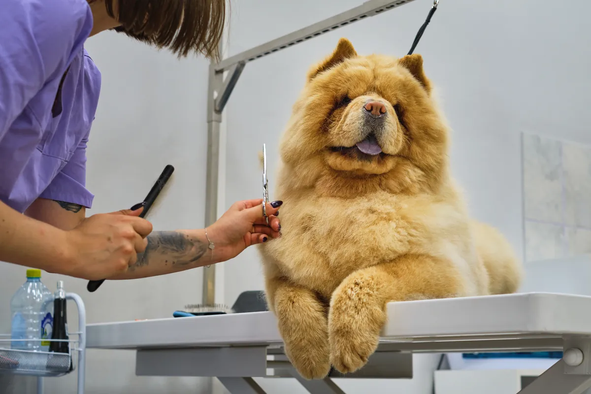 Groomer using scissors on a fluffy cream Chow Chow on grooming table