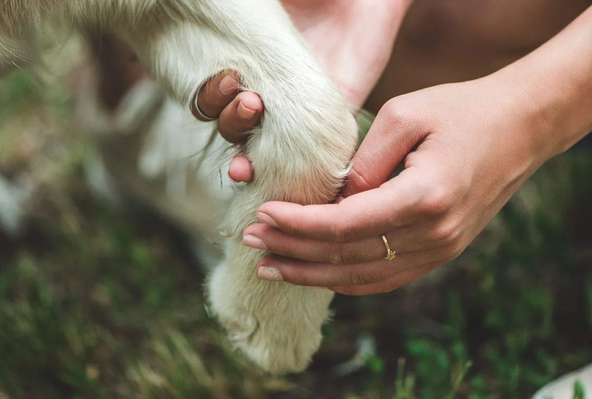 Woman gently holding a light-colored dog's paw with both hands outdoors