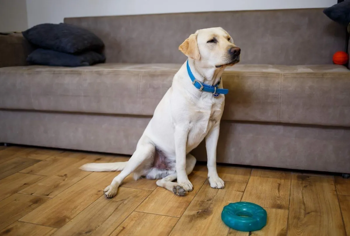How to Spot Early Signs of Arthritis in Dogs: Prevention and Management Tips