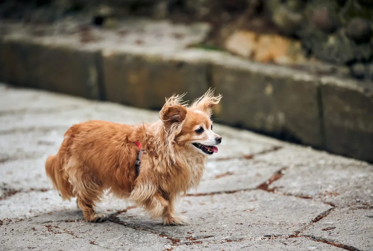 Why Is My Dog Limping? Common Causes You Shouldn’t Ignore