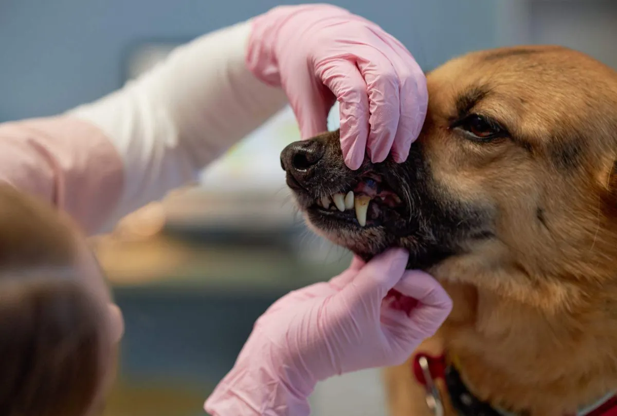 Bad Breath in Dogs: Common Causes and Solutions