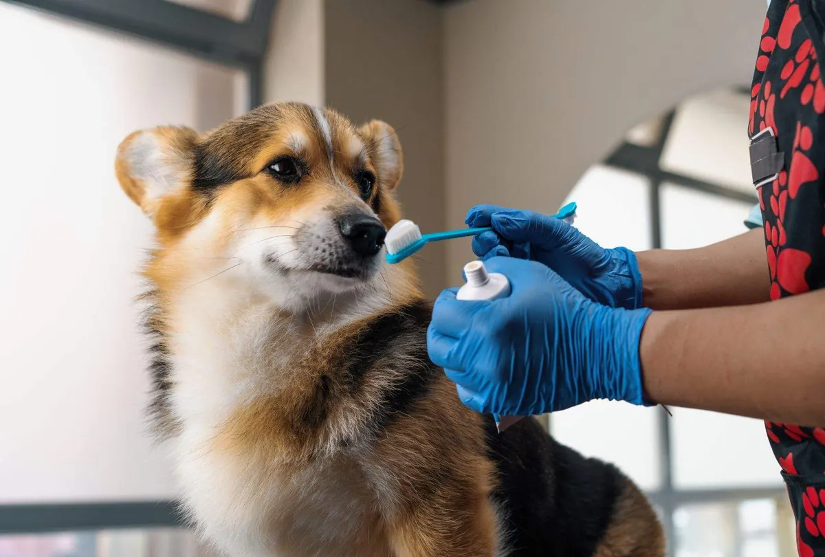 Bad Breath in Dogs: Common Causes and Solutions