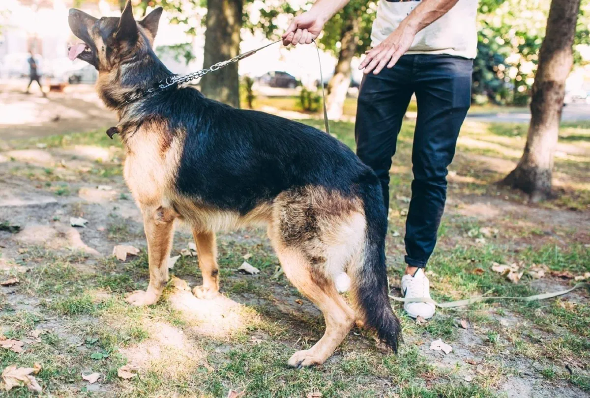 How to Spot Early Signs of Arthritis in Dogs: Prevention and Management Tips