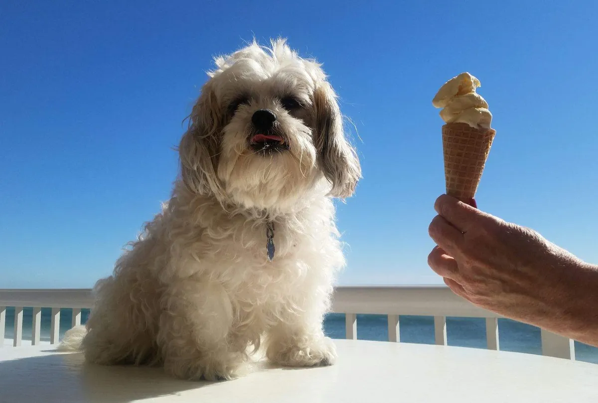 Can Dogs Eat Ice Cream? Risks, Ingredients, and Dog-Safe Alternatives