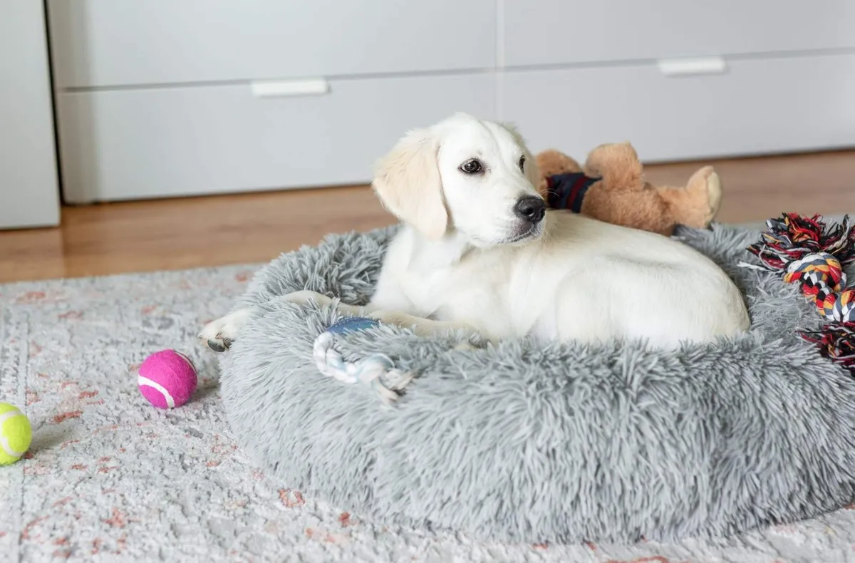 Golden Retriever puppy resting on a grey dog bed with toys nearby